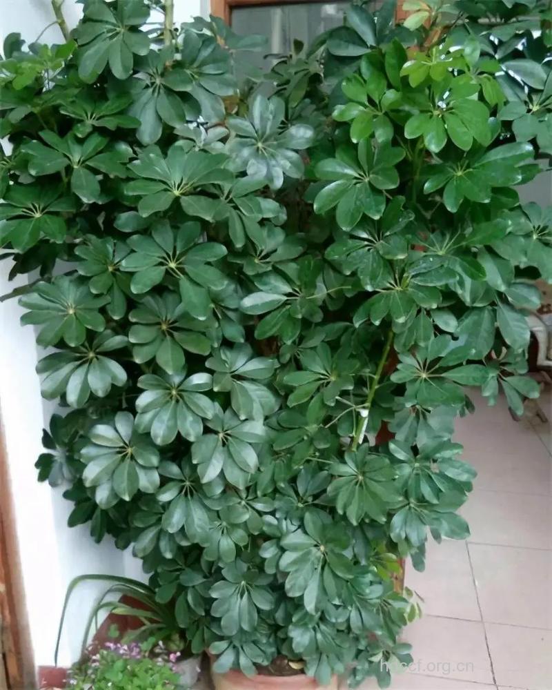 绒毛鸭脚木的功效与作用