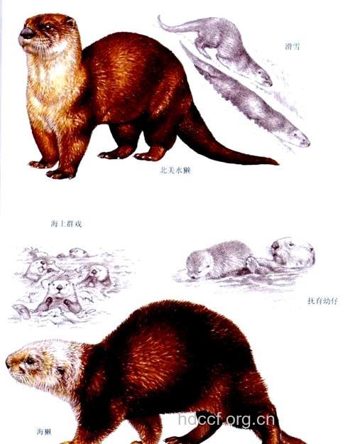 獭四足的功效与作用