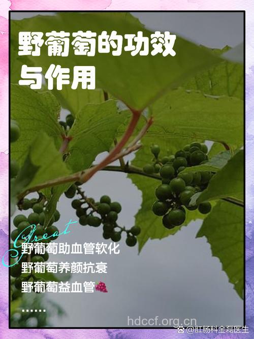 小果野葡萄藤的功效与作用