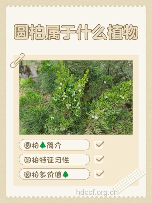 圆柏叶的功效与作用