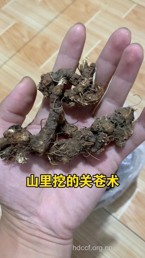 枪刀菜根的功效与作用
