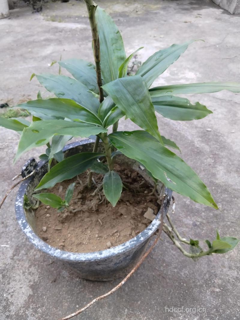 竹叶莲的功效与作用