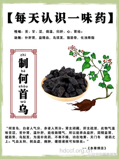 制何首乌的功效与作用