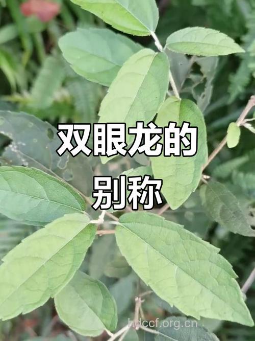 小叶双眼龙的功效与作用
