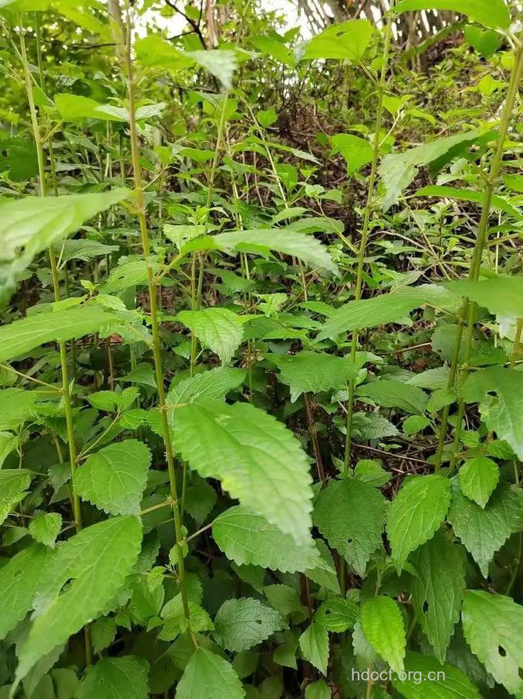 苎麻皮的功效与作用