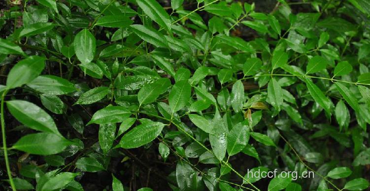 土牛党七的功效与作用