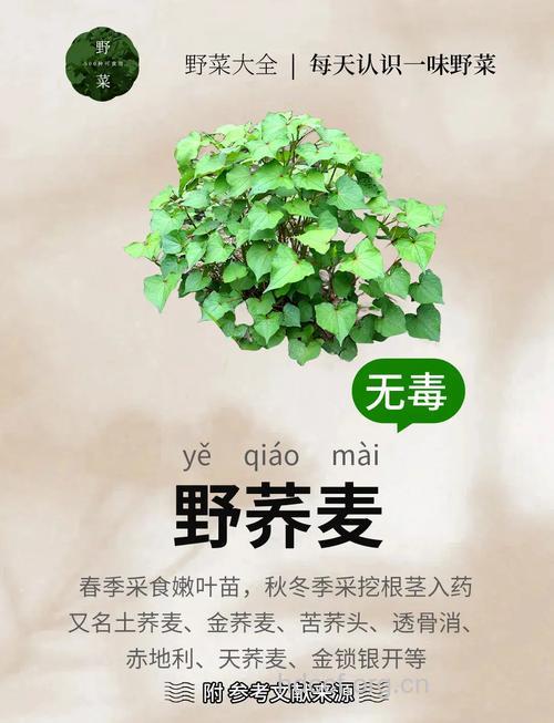 野荞麦的功效与作用