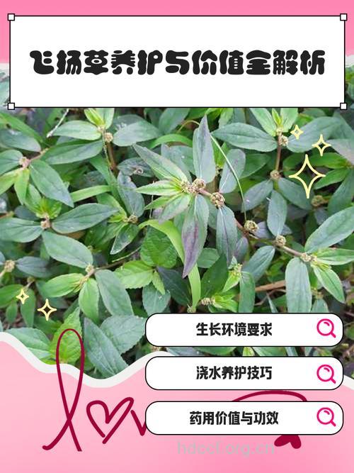 飘带草的功效与作用