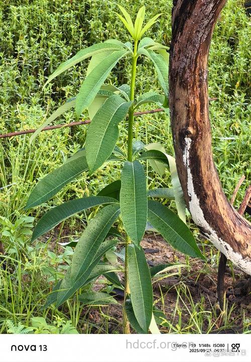 响叶杨的功效与作用