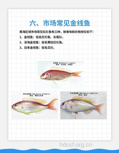 金线鱼的功效与作用