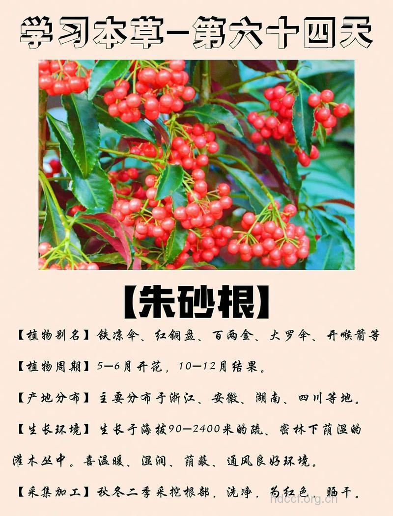 朱砂根的功效与作用