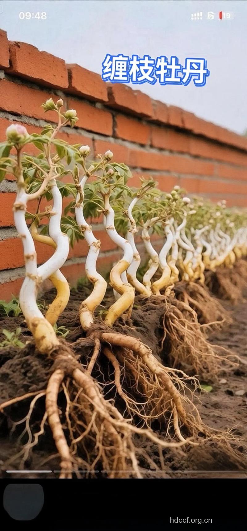 牡丹藤的功效与作用