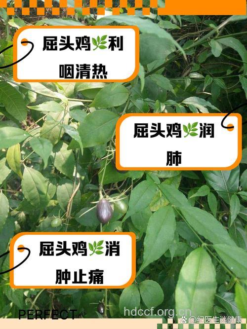 屈头鸡的功效与作用