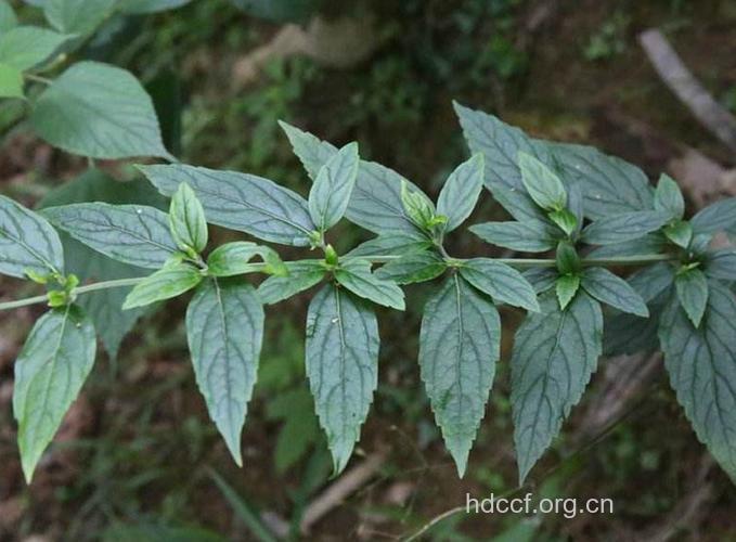 庐山香科科的功效与作用