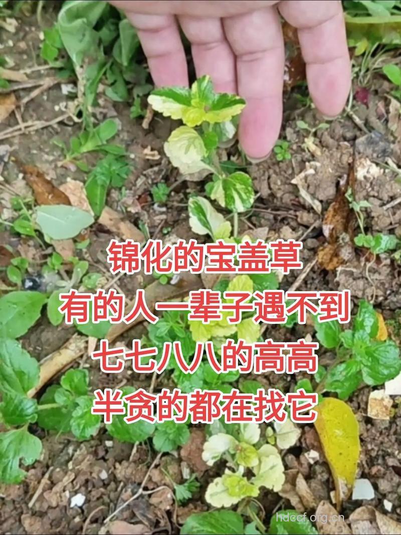 接气草的功效与作用