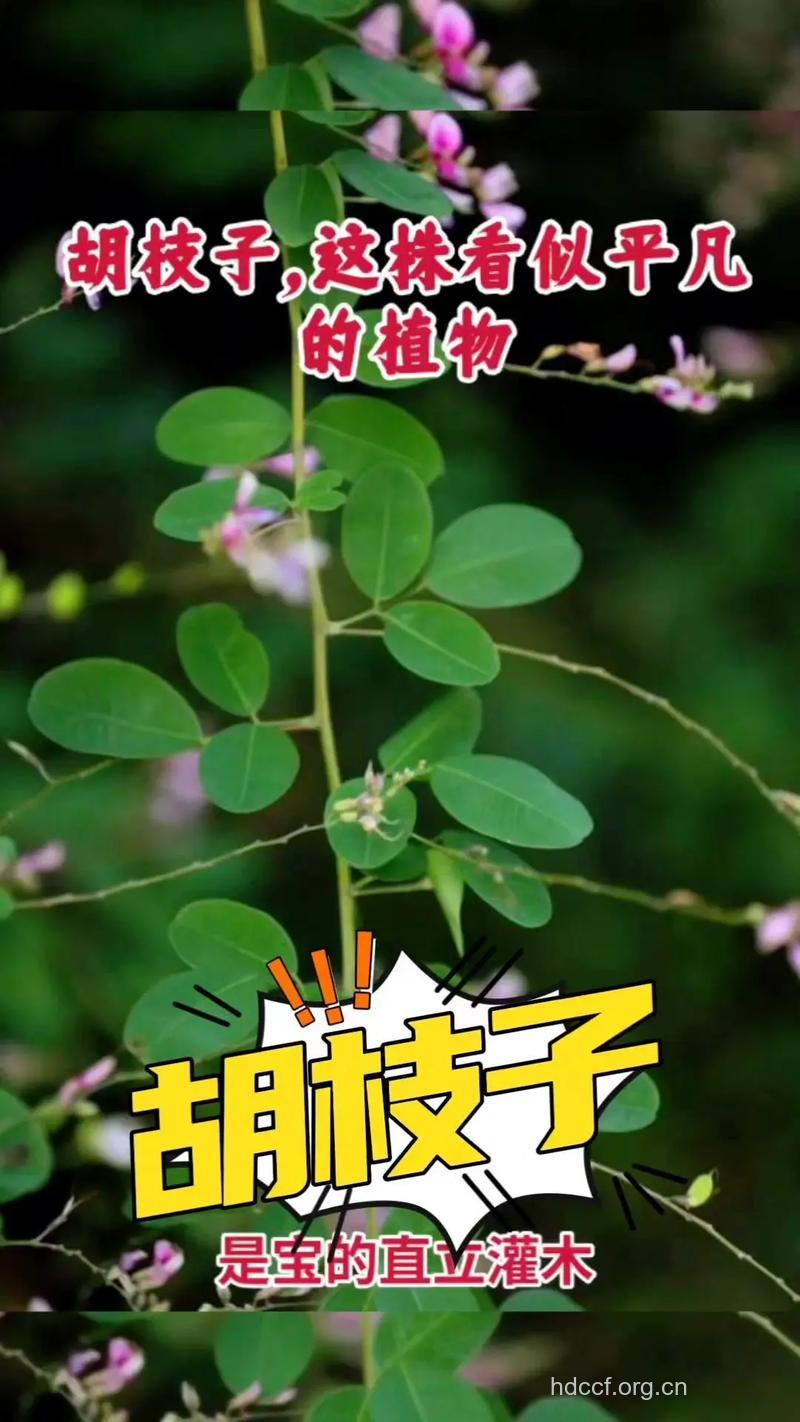 美丽胡枝子根的功效与作用