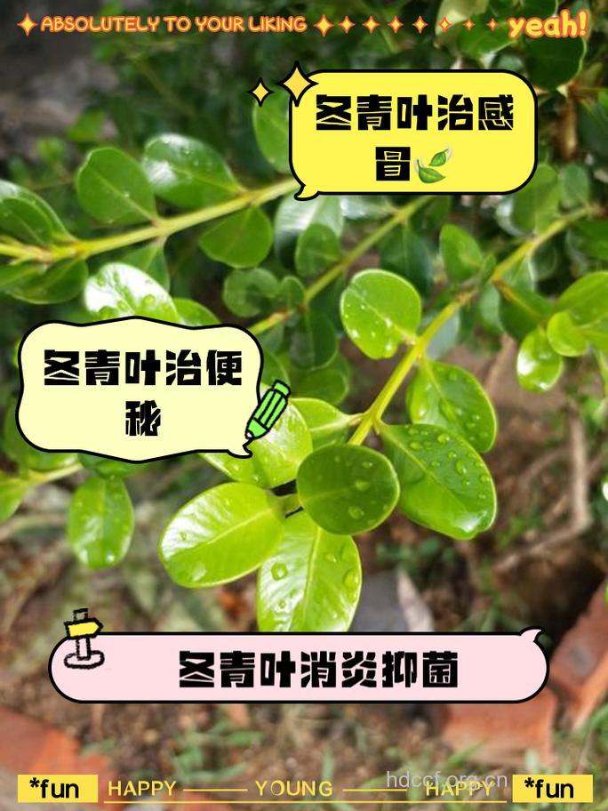 亮叶冬青的功效与作用