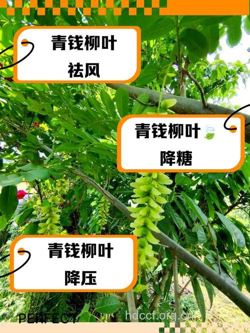 柳叶的功效与作用