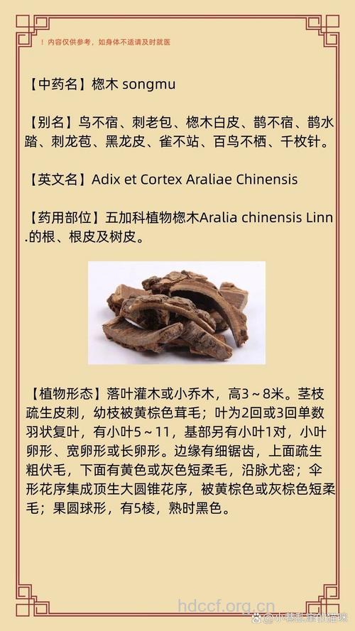 桤木的功效与作用