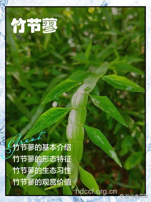 竹节蓼的功效与作用