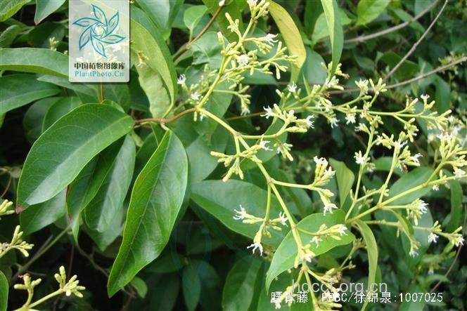 腰骨藤的功效与作用