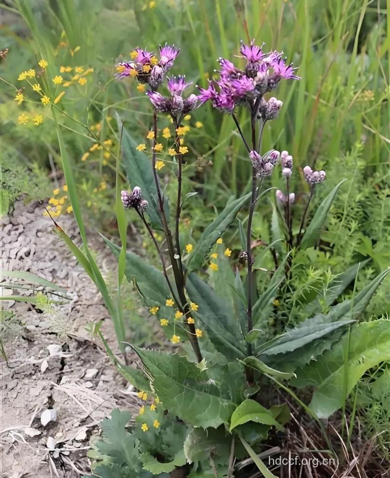 破血丹的功效与作用