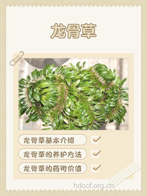 龙头草的功效与作用