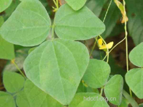 圆叶野扁豆的功效与作用