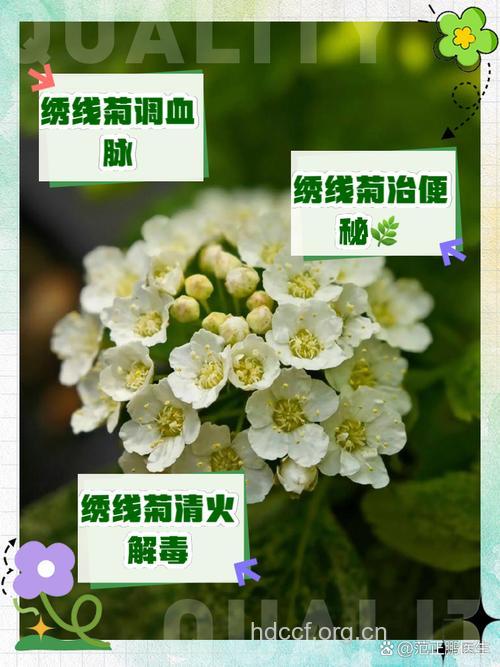 绣线菊叶的功效与作用