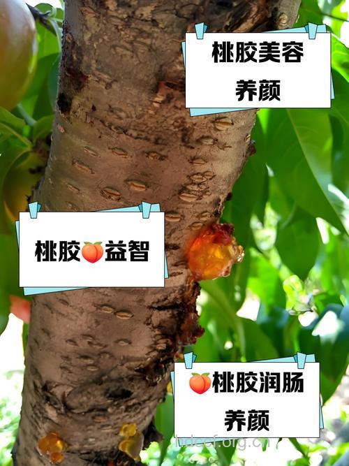 桃树胶的功效与作用
