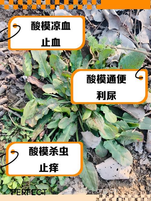 酸模的功效与作用
