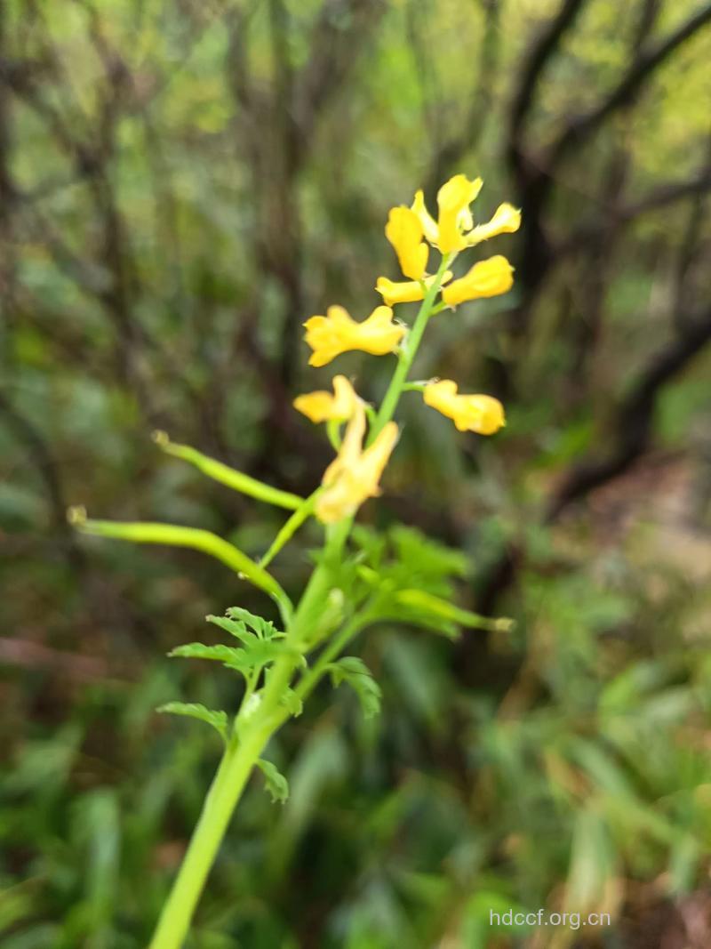 毛黄堇的功效与作用