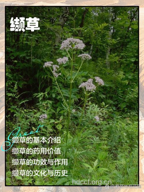 缬草的功效与作用