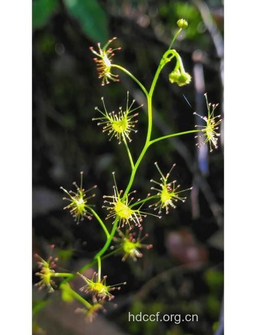 茅膏菜的功效与作用