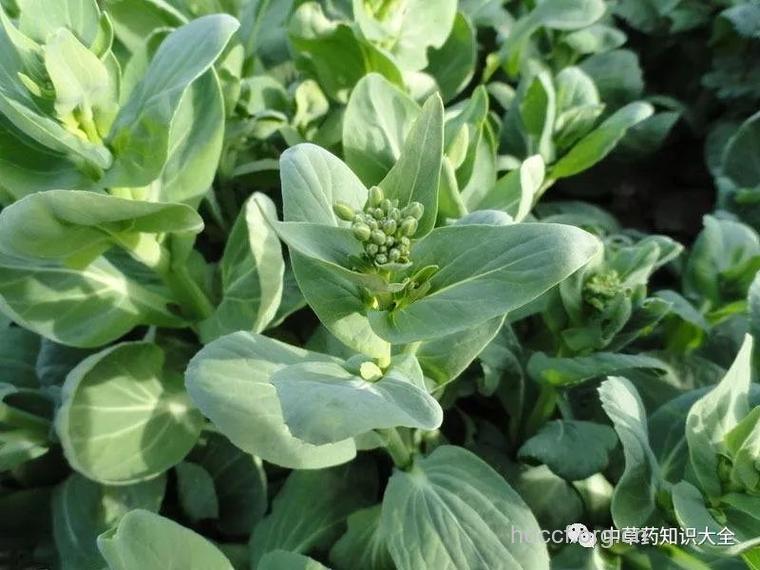 芸薹的功效与作用