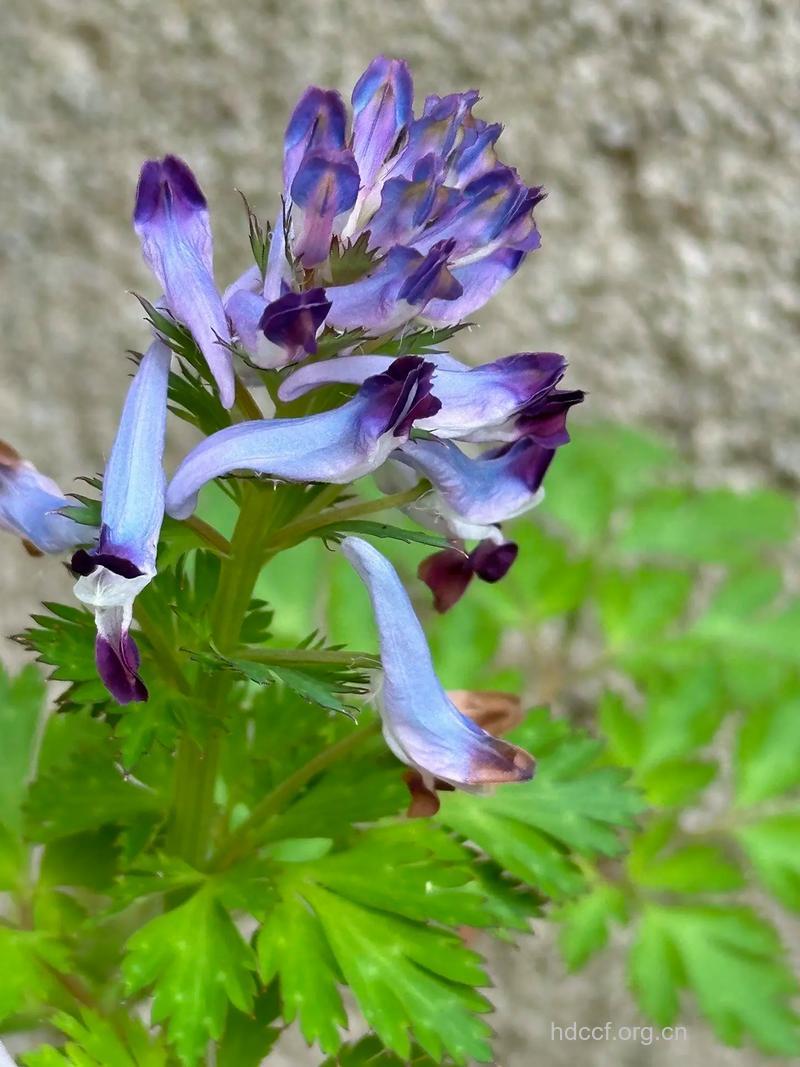 紫花鱼灯草的功效与作用