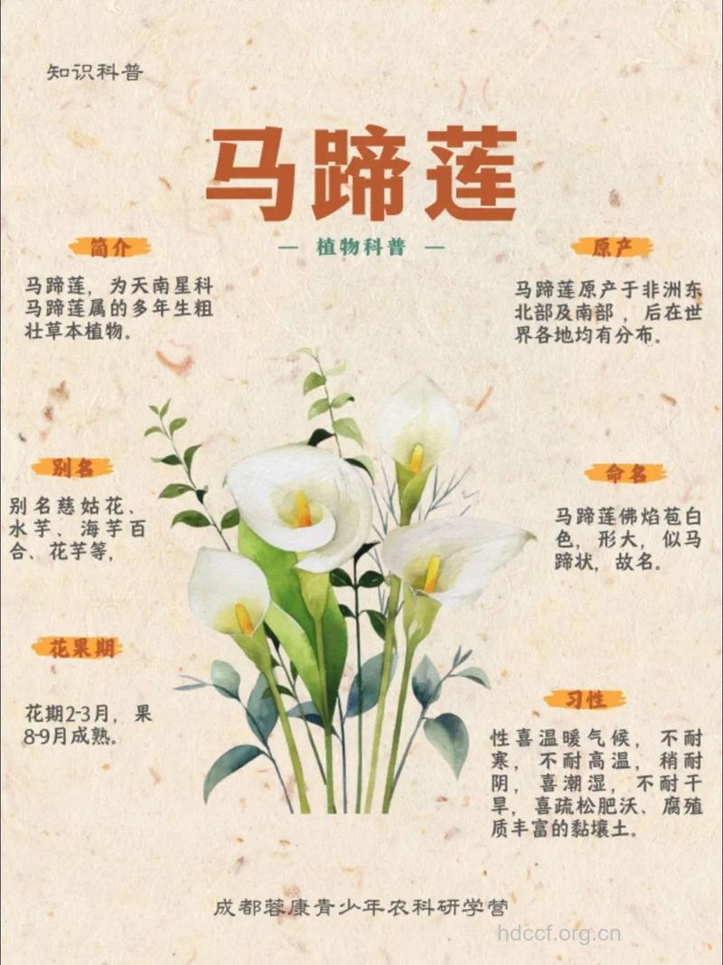 马蹄荷的功效与作用