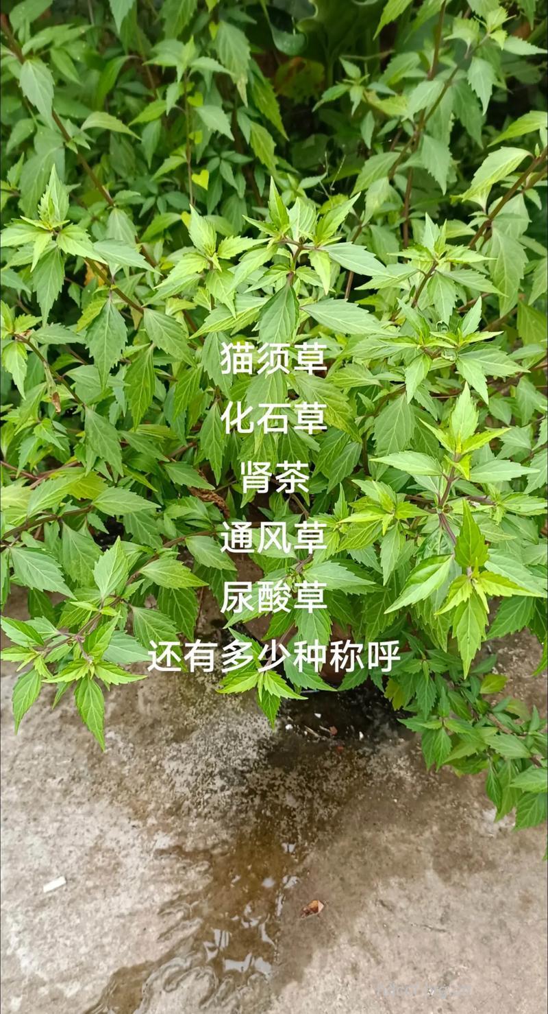 五齿剑的功效与作用