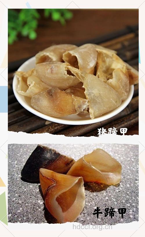 牛蹄甲的功效与作用