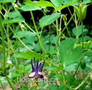 绿花耧斗菜的功效与作用