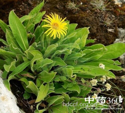 金花蚤草的功效与作用