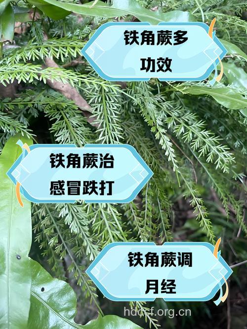 胎生铁角蕨的功效与作用