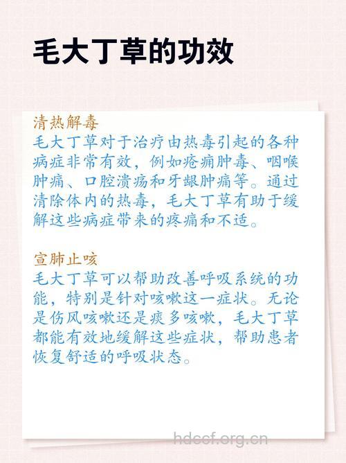 毛大丁草根的功效与作用