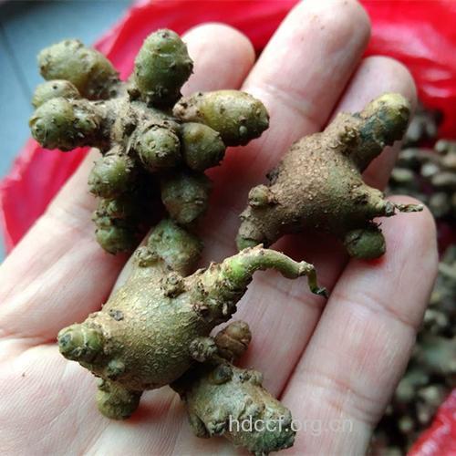 小年药的功效与作用