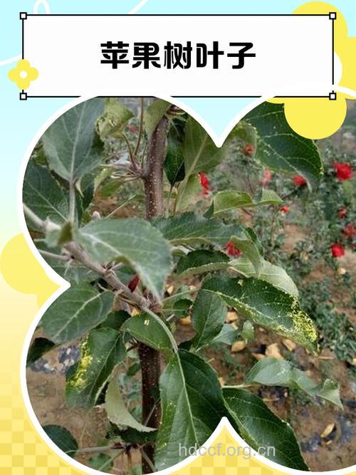 苹果叶的功效与作用