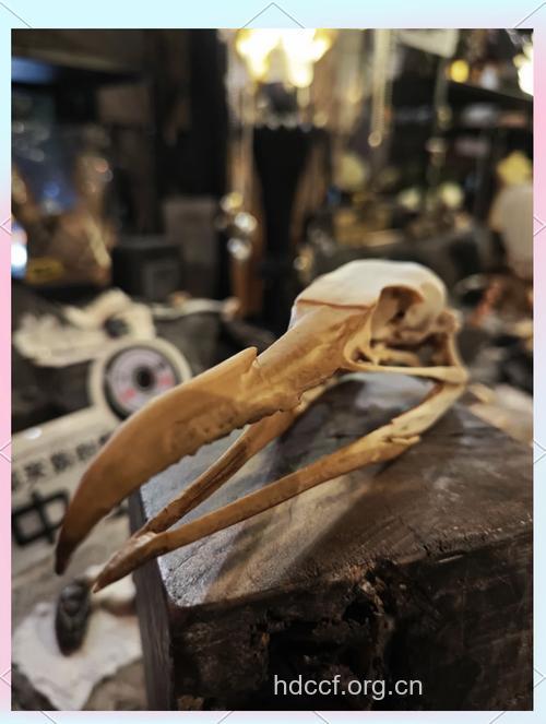鱼鹰骨的功效与作用