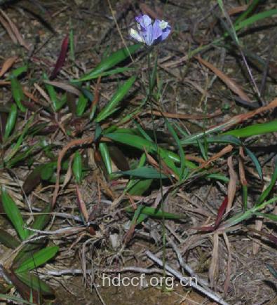 三品一枝花的功效与作用