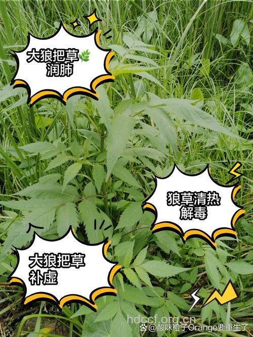 狼把草根的功效与作用