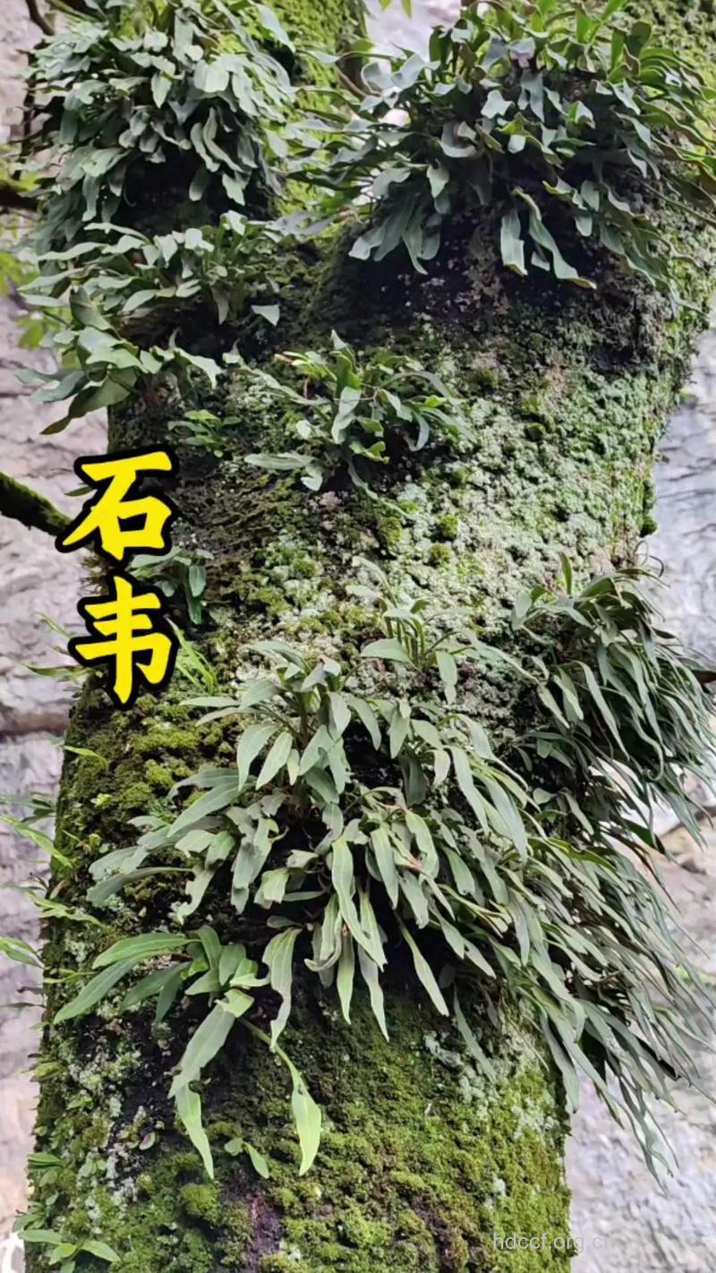 矩圆石韦的功效与作用