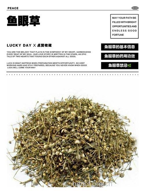 鱼眼草根的功效与作用